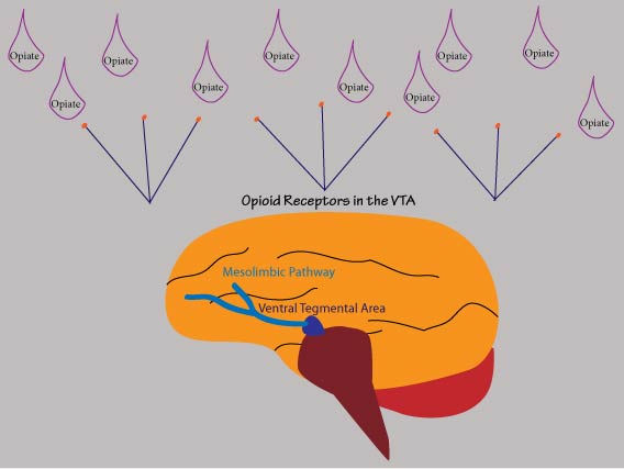 Mesolimbic Pathway.jpg