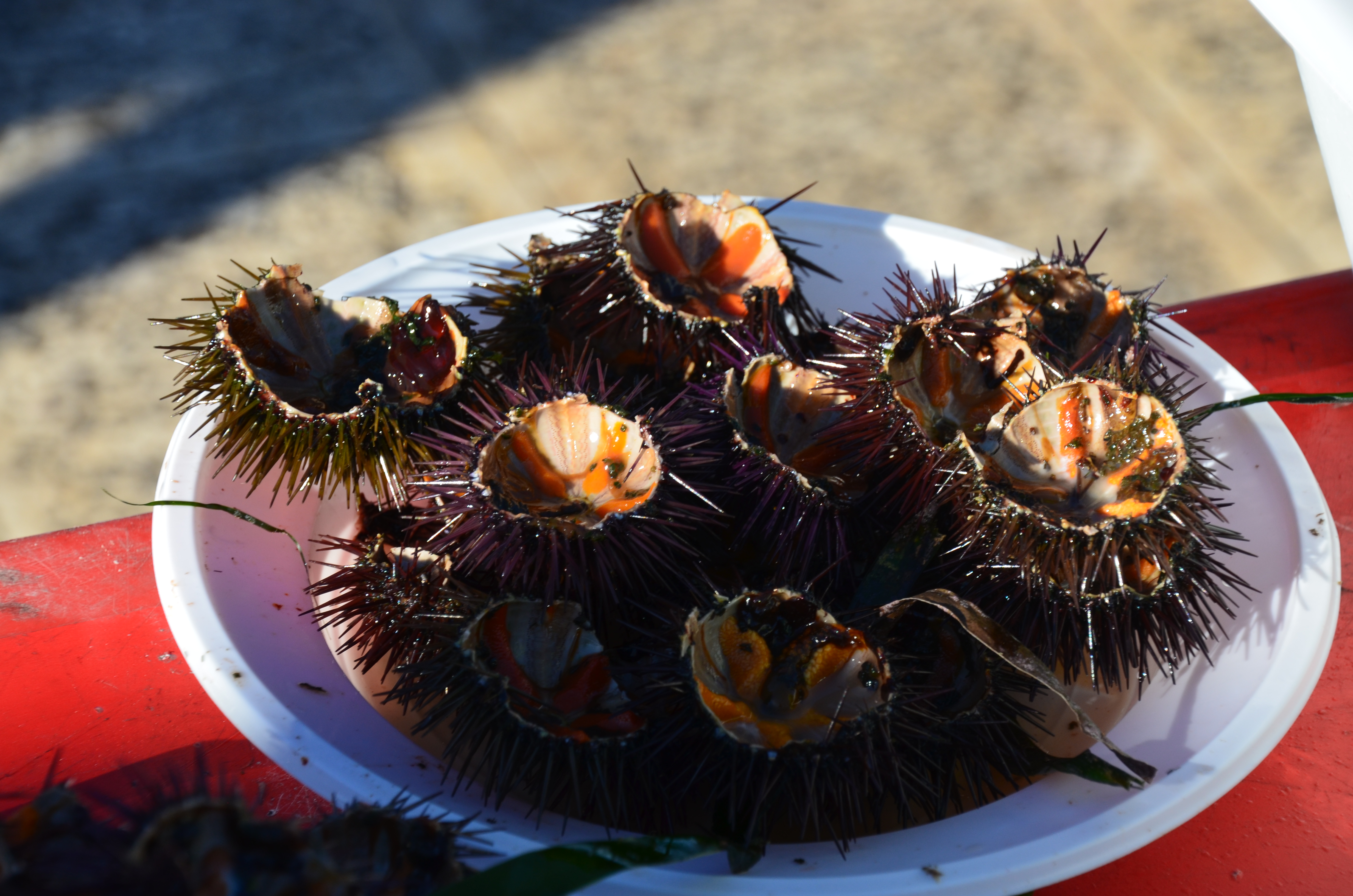 Fresh Sea Urchins