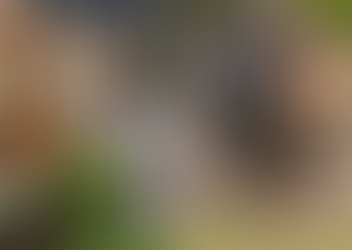 China una vez más amenaza a rinocerontes y tigres