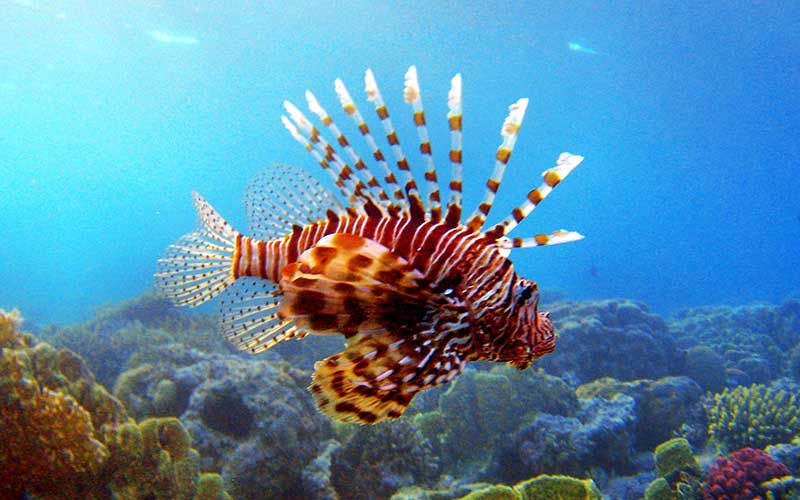 ¿Qué es una especie invasora?