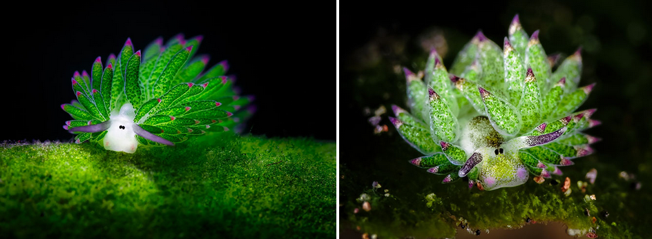 ¡Una pequeña y adorable babosa de mar!