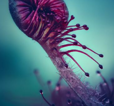 Las Carnívoras se ponen guapas