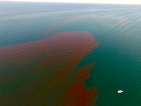 Amenaza en el mar: Florecimientos algales nocivos