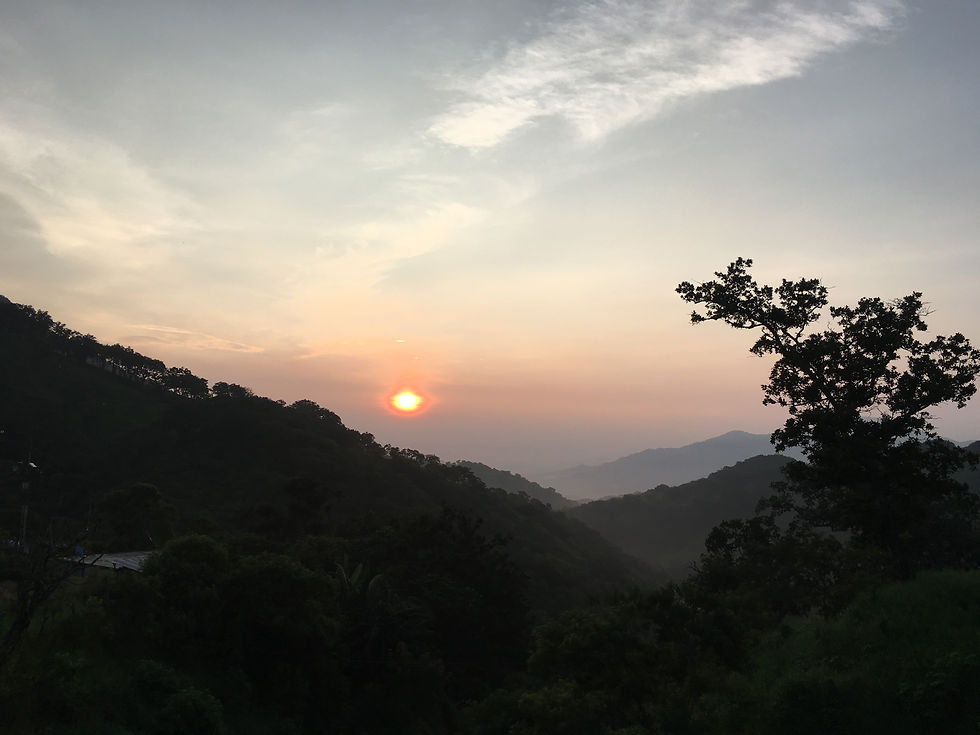 Arborescencias literarias