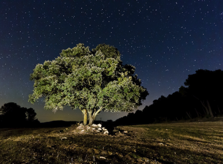 El Pulso de los árboles