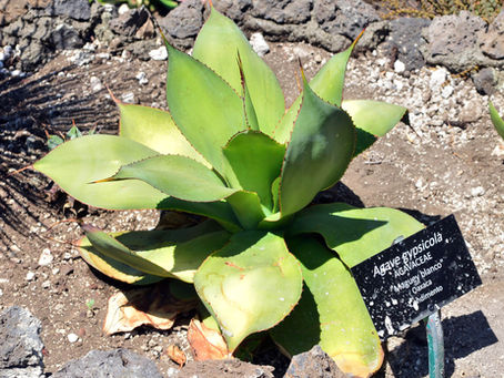 México tiene cuatro nuevas especies de agave