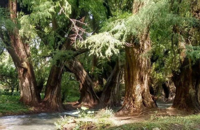 Los bosques de la tierra ya no cuentan con árboles viejos