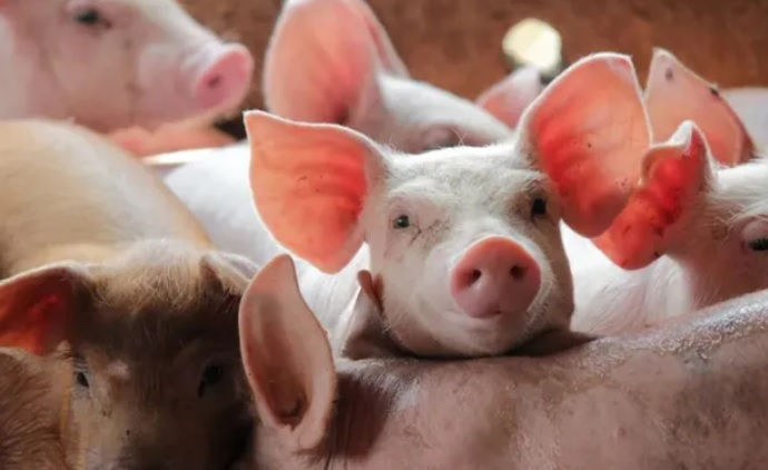 Industria porcícola en la mira