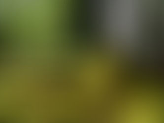 ¿Musgo y heno para Navidad? Mm...mejor no