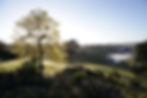 7 Sunrise view of vineyard.jpg