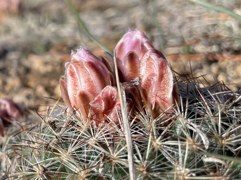 cactus with flower