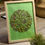 Miniature : A4 Rond - Herbier eucalyptus, mimosa