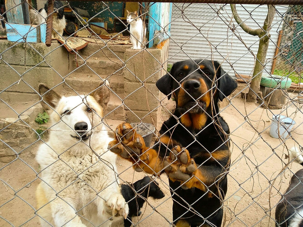 В приюте «Дом одиноких кошек» всегда найдётся место и для собак