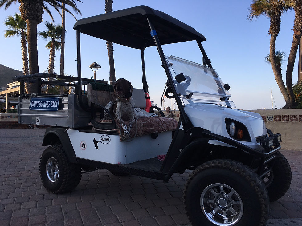 Gold Cart - Catalina Island