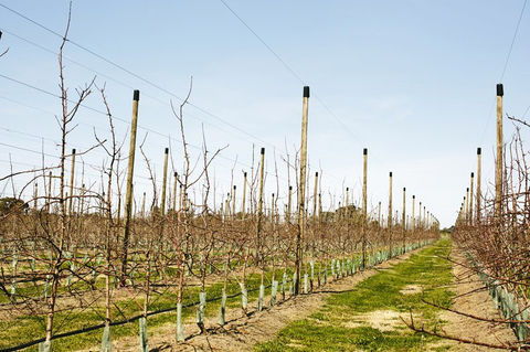 20-04-apple-orchard-early-spring-web800px.jpg
