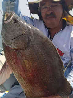 guia-de-pesca-alemao-051120fjpeg