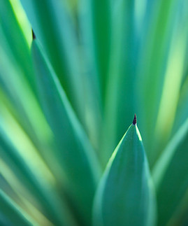 plantes