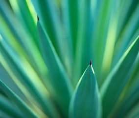 Wellness Plant