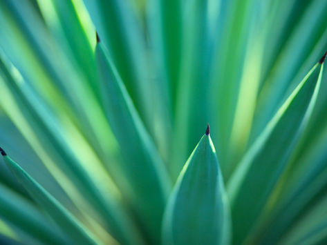 Nova lei proíbe o cultivo de plantas venenosas ou com espinhos em áreas públicas