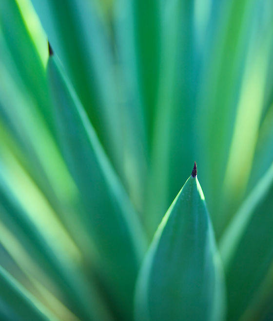 Plants