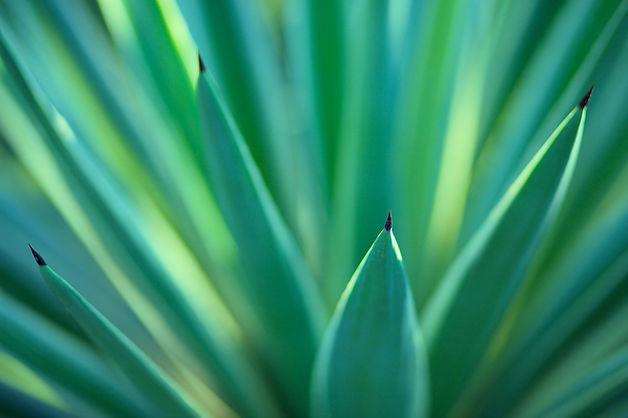 Plants