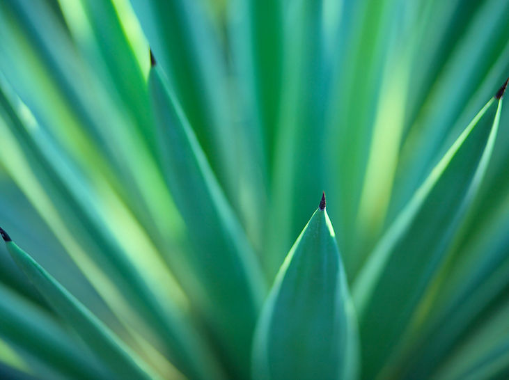 plantes