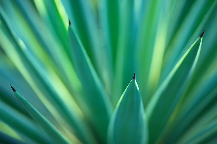 Plants