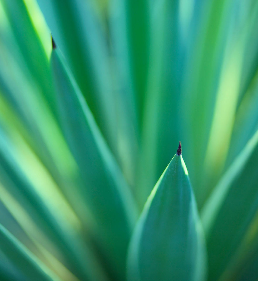 Plants