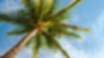 636150575477601623-PalmTree.jpg
