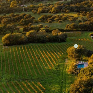 les vignes du domaine