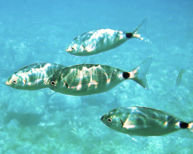 les castagnoles, de tout petits poissons