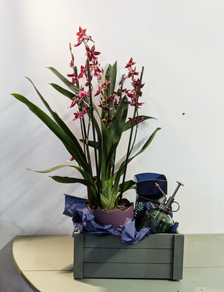 Willow and Sage - Gift Shop - Alton