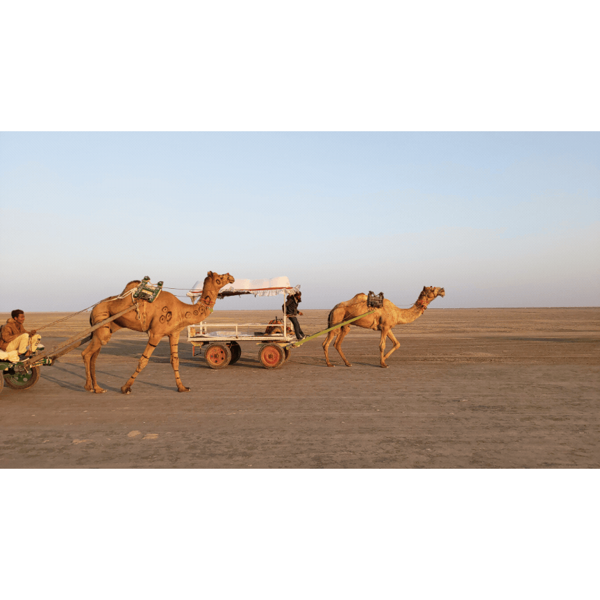 camel gif.gif
