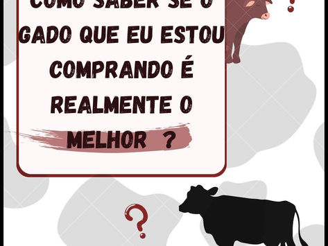 Como saber se o gado que estou comprando é realmente o melhor ?