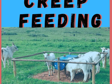 Creep Feeding