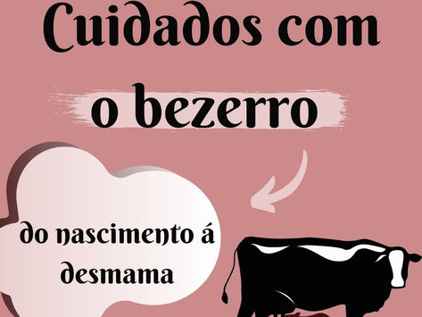 Cuidados com o bezerro do nascimento ao desmame.