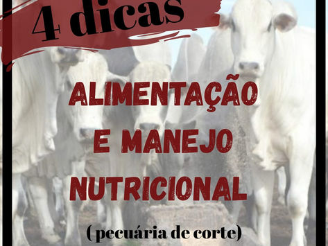 4 dicas de alimentação e manejo (gado de corte)