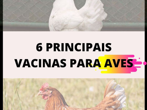 6 vacinas para aves