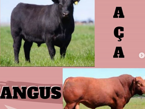 Raça Angus. Você conhece?