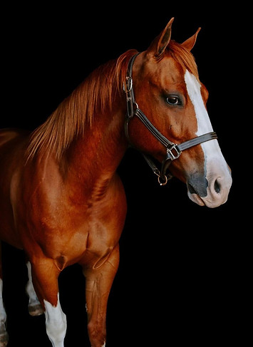 Sorrel horse portrait of a lesson horse at Texas Star Equestrian Academy