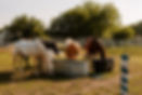 horses