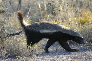 honey badger.jpg