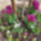 Blooms flower bed 2.jpg