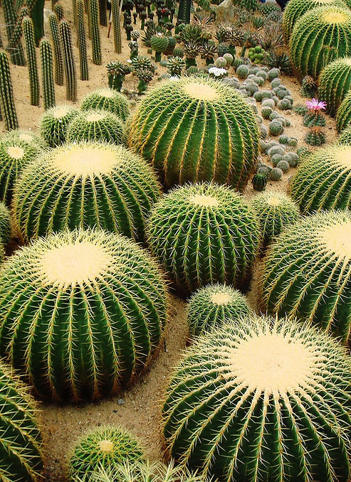cactus-spiky-prickly-cacti.jpg