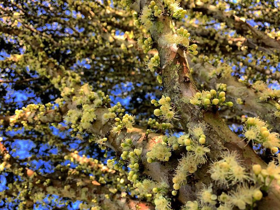 Florada da Jabuticaba