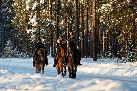 Laponie Hiver - Horse Ride Legend.jpg