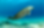 Dugong blues
