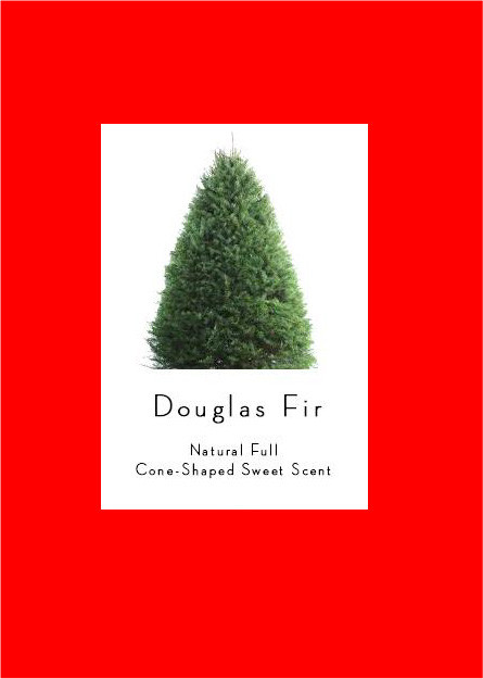 Douglas Fir 5'-6'
