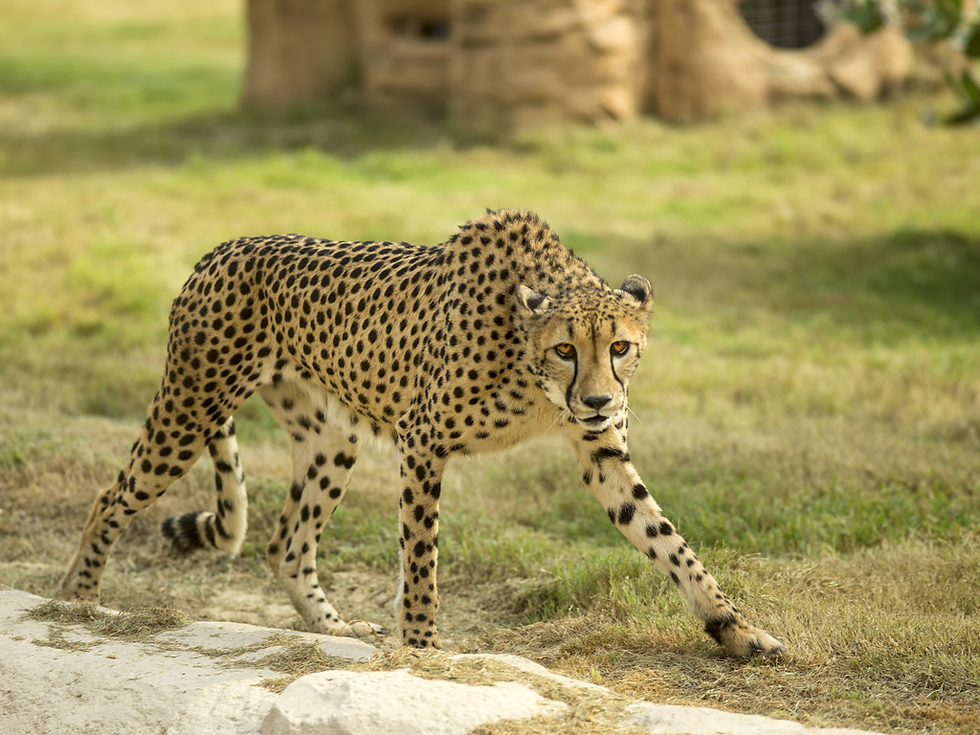 Dubai Safari in Dubai-Dubai Route Group