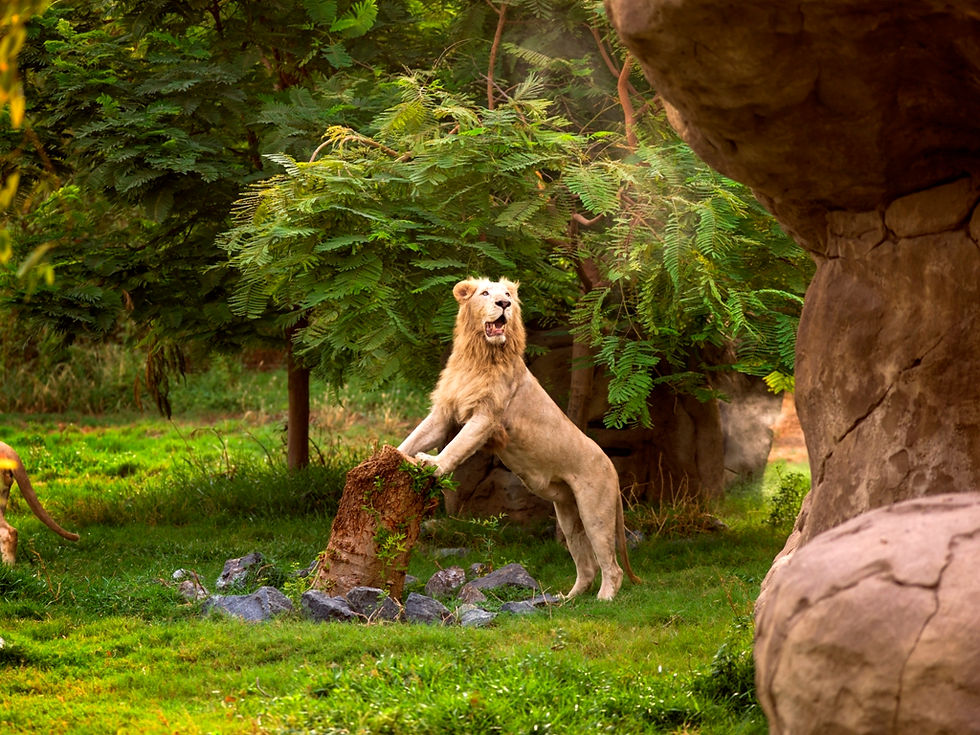 Dubai Safari -Dubai Route Group